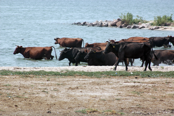 Ukraina, Rumunia 3